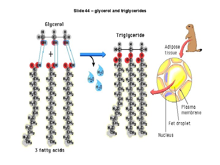 Slide 44 – glycerol and triglycerides 