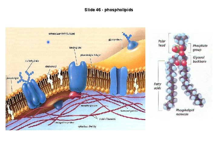 Slide 46 - phospholipids 