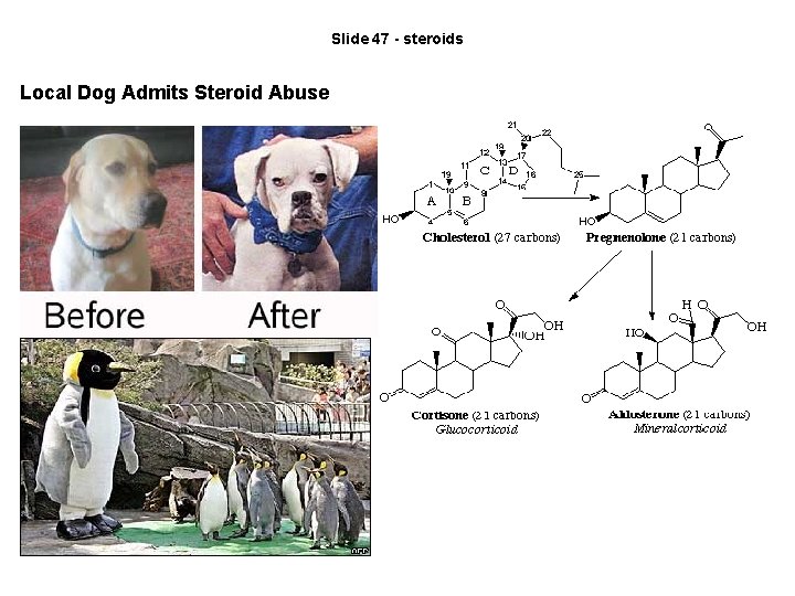 Slide 47 - steroids Local Dog Admits Steroid Abuse 