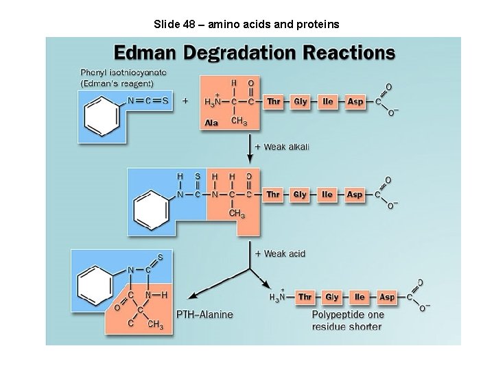 Slide 48 – amino acids and proteins 