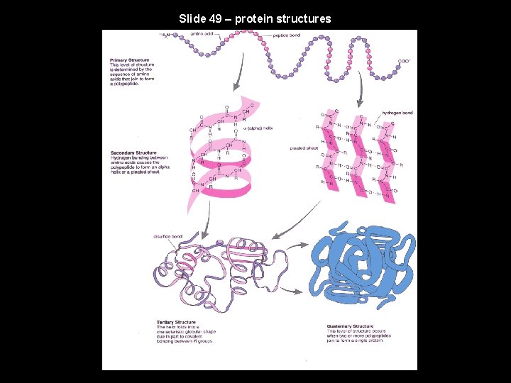 Slide 49 – protein structures 