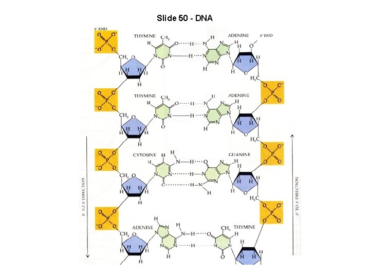 Slide 50 - DNA 