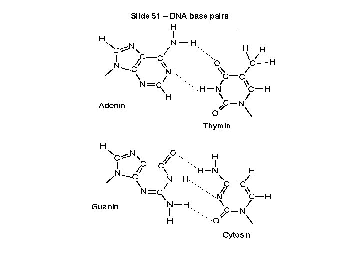 Slide 51 – DNA base pairs 