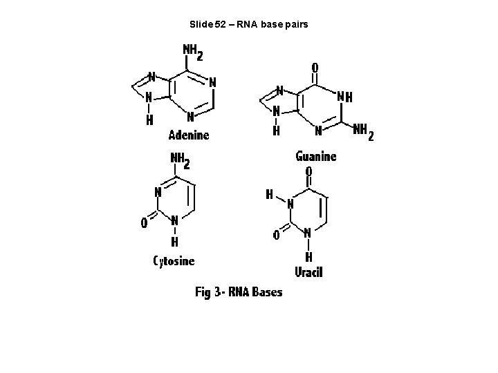Slide 52 – RNA base pairs 