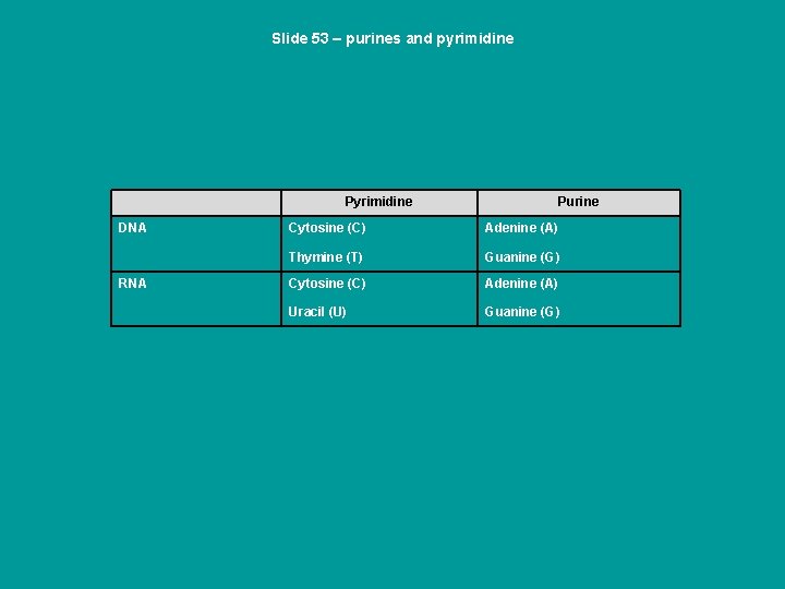 Slide 53 – purines and pyrimidine Pyrimidine DNA RNA Purine Cytosine (C) Adenine (A)