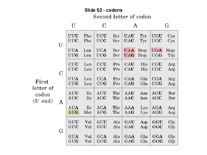 Slide 53 - codons 