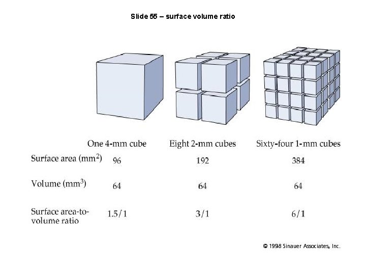 Slide 55 – surface volume ratio 