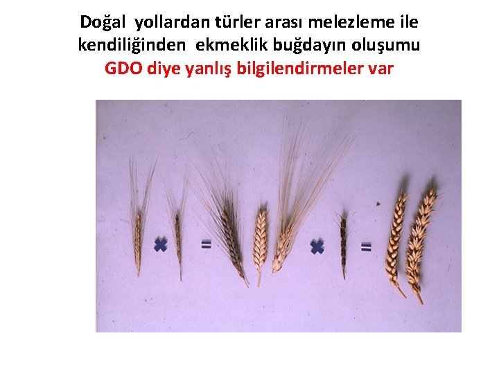 Doğal yollardan türler arası melezleme ile kendiliğinden ekmeklik buğdayın oluşumu GDO diye yanlış bilgilendirmeler
