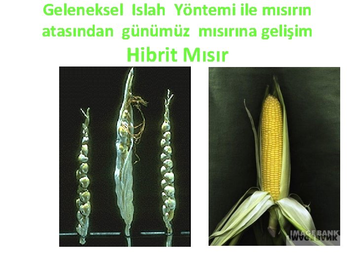 Geleneksel Islah Yöntemi ile mısırın atasından günümüz mısırına gelişim Hibrit Mısır 