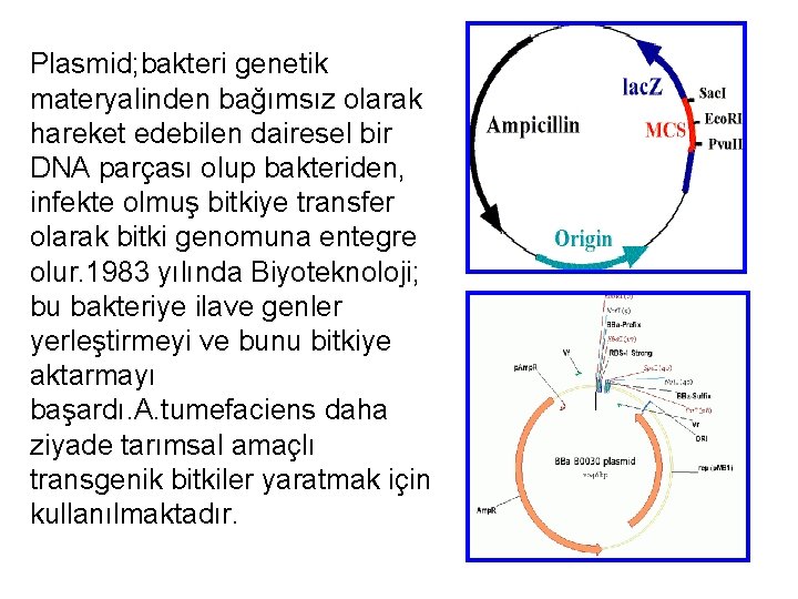 Plasmid; bakteri genetik materyalinden bağımsız olarak hareket edebilen dairesel bir DNA parçası olup bakteriden,