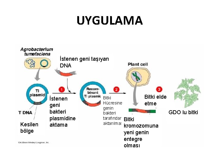 UYGULAMA İstenen geni taşıyan DNA Kesilen bölge İstenen geni bakteri plasmidine aktama Bitki Hücresine