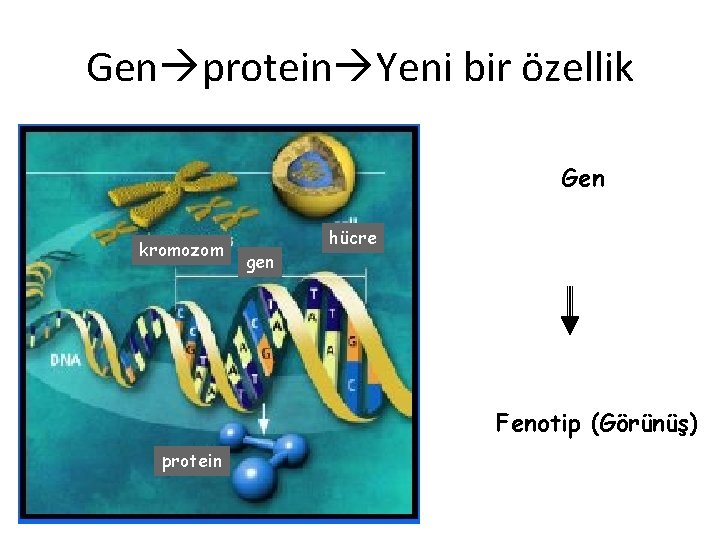 Gen protein Yeni bir özellik Gen kromozom gen hücre Fenotip (Görünüş) protein 