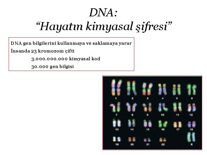 DNA: “Hayatın kimyasal şifresi” DNA gen bilgilerini kullanmaya ve saklamaya yarar İnsanda 23 kromozom