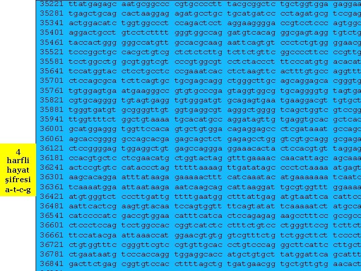 Y Kromozomundan İnsan DNA dizisi 4 harfli hayat şifresi a-t-c-g 35221 35281 35341 35401