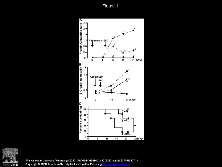 Figure 1 The American Journal of Pathology 2010 1761685 -1695 DOI: (10. 2353/ajpath. 2010.