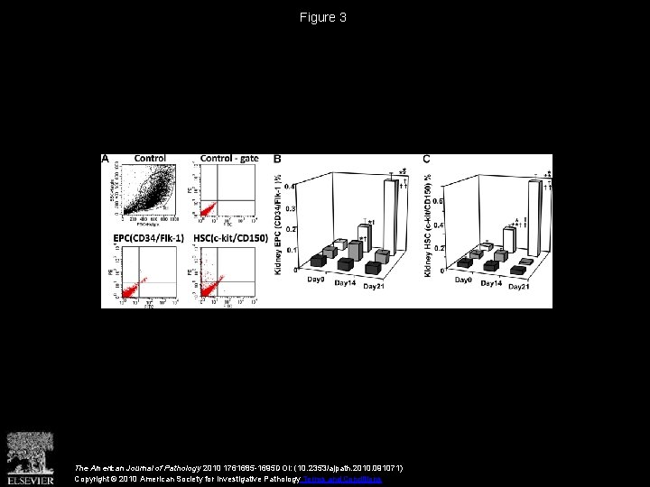 Figure 3 The American Journal of Pathology 2010 1761685 -1695 DOI: (10. 2353/ajpath. 2010.