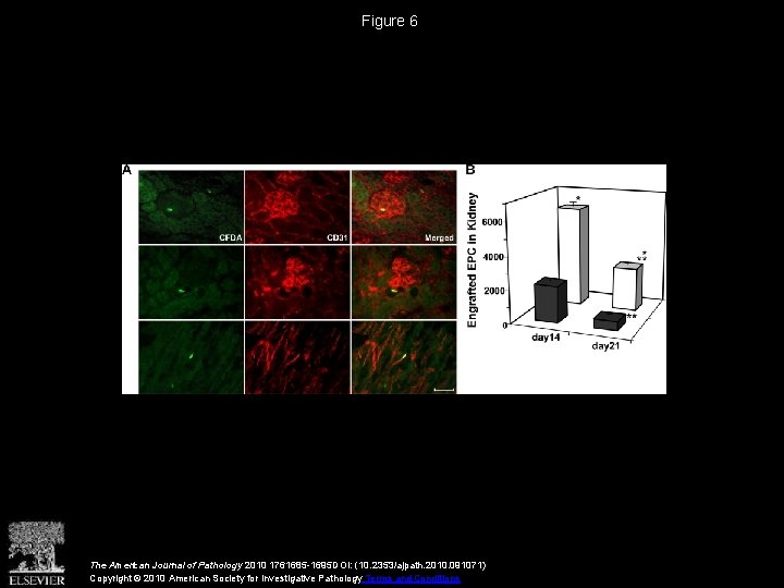 Figure 6 The American Journal of Pathology 2010 1761685 -1695 DOI: (10. 2353/ajpath. 2010.