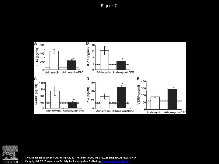 Figure 7 The American Journal of Pathology 2010 1761685 -1695 DOI: (10. 2353/ajpath. 2010.