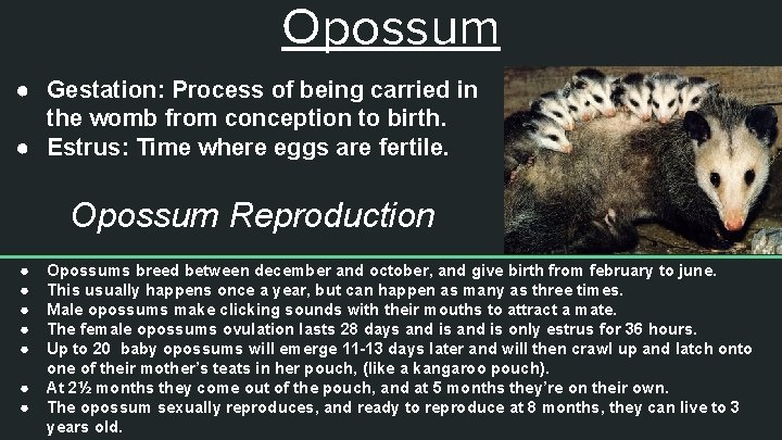 Opossum ● Gestation: Process of being carried in the womb from conception to birth.