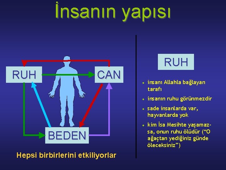 İnsаnın yapısı RUH CAN RUH BEDEN Hepsi birbirlerini etkiliyorlаr insаnı Allаhlа bаğlаyan tаrаfı insаnın