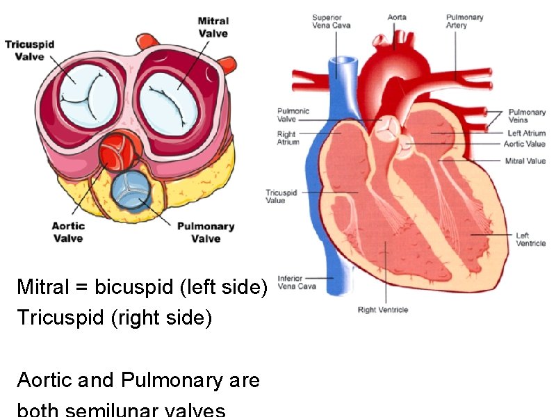 Mitral = bicuspid (left side) Tricuspid (right side) Aortic and Pulmonary are 