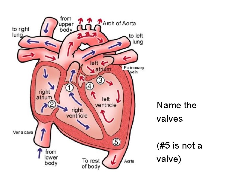Name the valves (#5 is not a valve) 