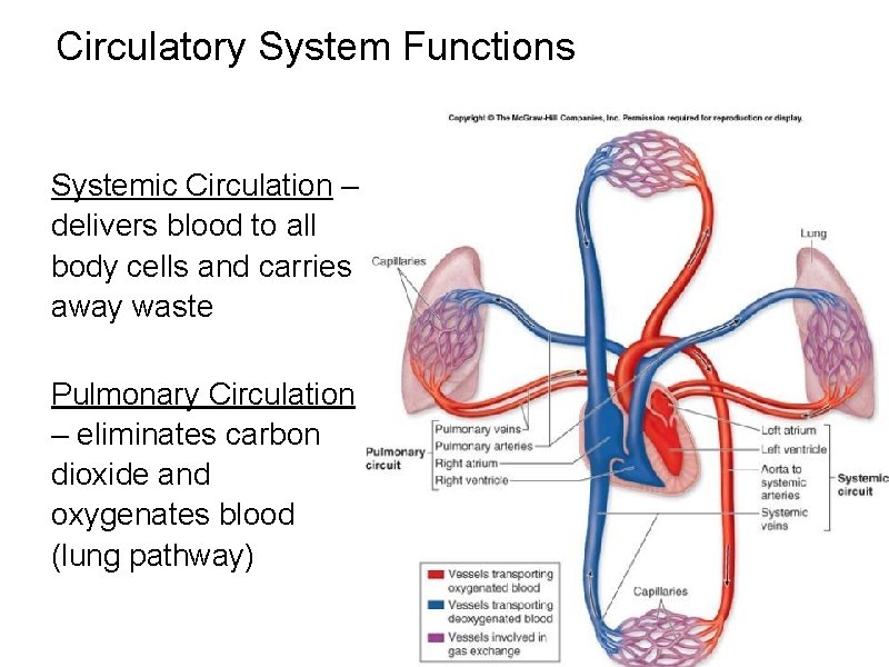 Circulatory System Functions Systemic Circulation – delivers blood to all body cells and carries