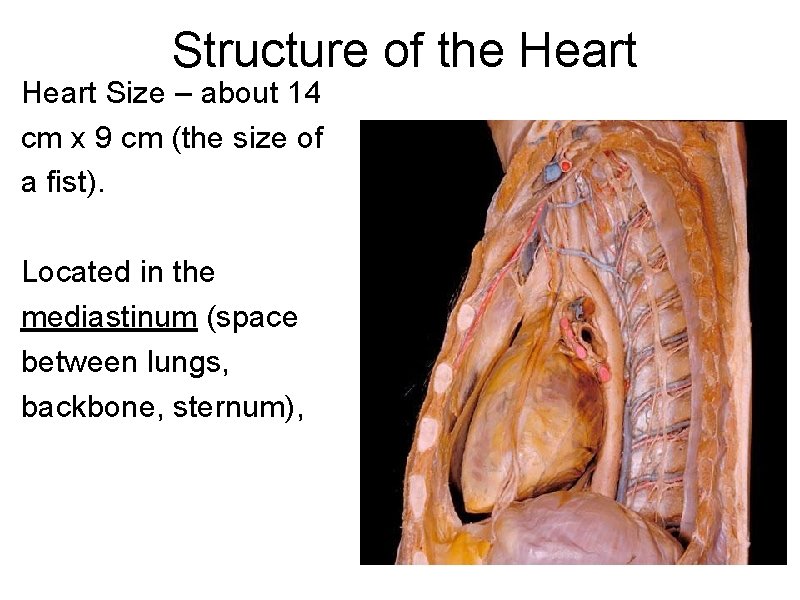 Structure of the Heart Size – about 14 cm x 9 cm (the size