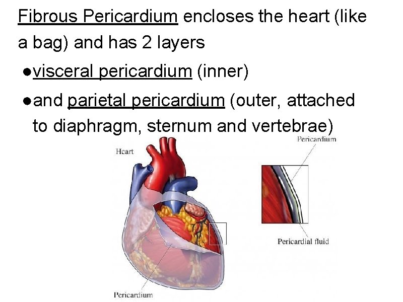 Fibrous Pericardium encloses the heart (like a bag) and has 2 layers ●visceral pericardium