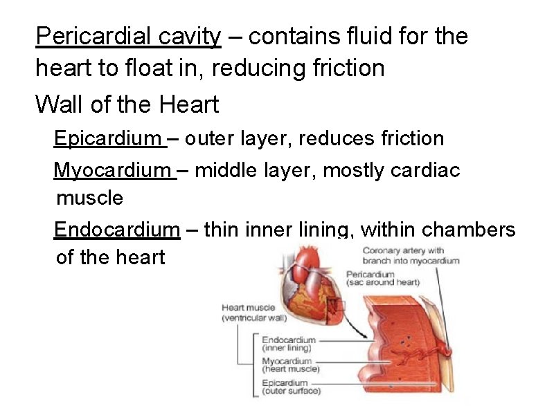 Pericardial cavity – contains fluid for the heart to float in, reducing friction Wall