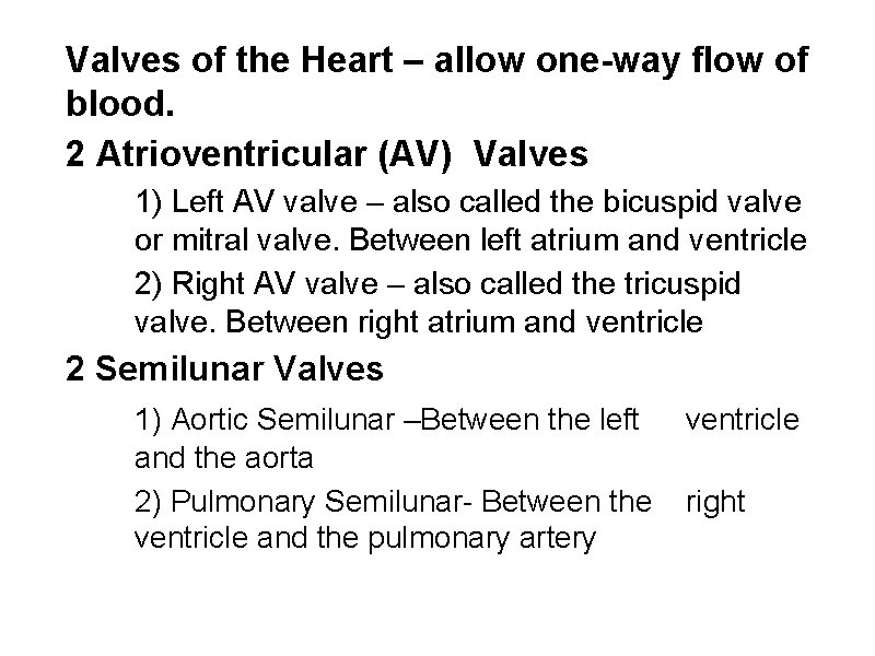 Valves of the Heart – allow one-way flow of blood. 2 Atrioventricular (AV) Valves