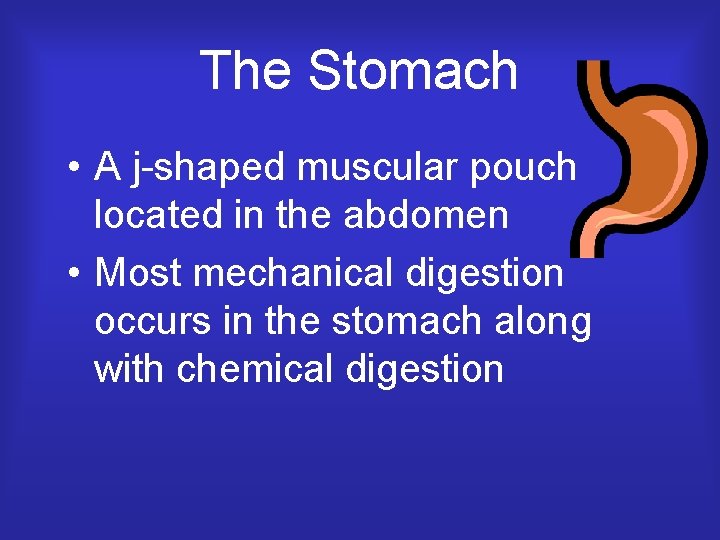 The Stomach • A j-shaped muscular pouch located in the abdomen • Most mechanical