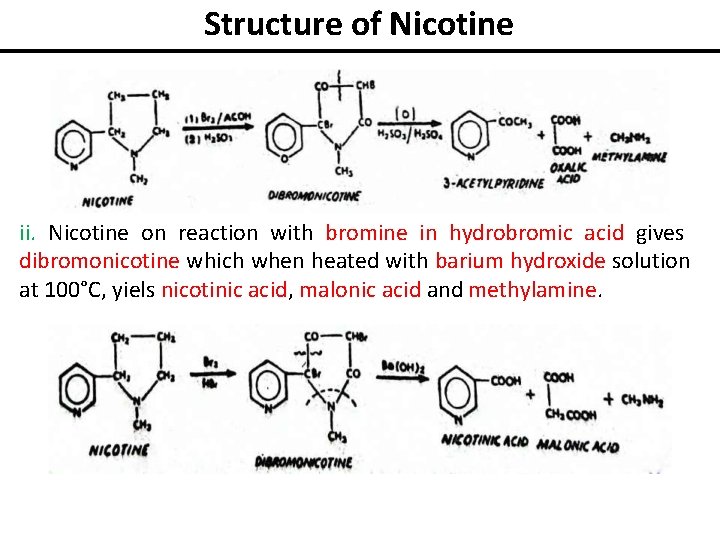 Structure of Nicotine ii. Nicotine on reaction with bromine in hydrobromic acid gives dibromonicotine