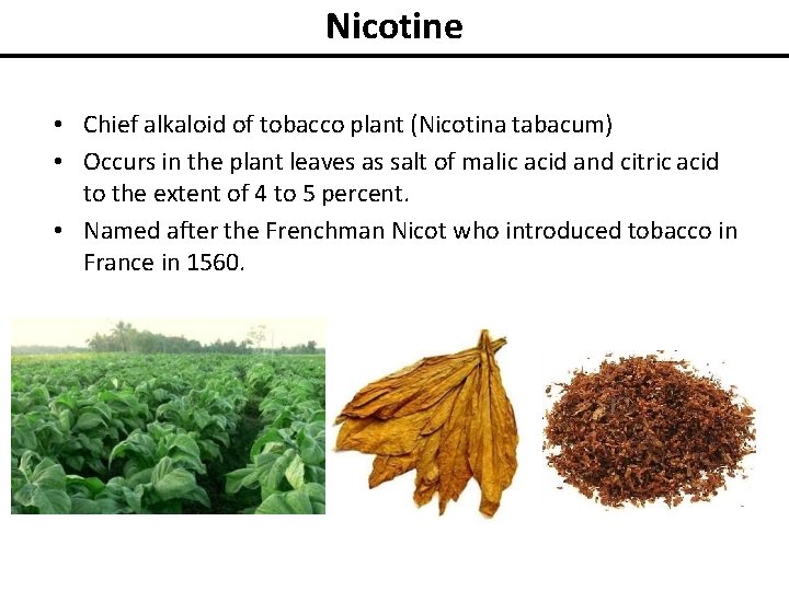 Nicotine • Chief alkaloid of tobacco plant (Nicotina tabacum) • Occurs in the plant