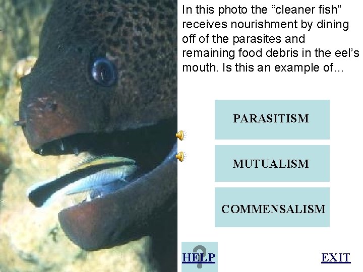 In this photo the “cleaner fish” receives nourishment by dining off of the parasites