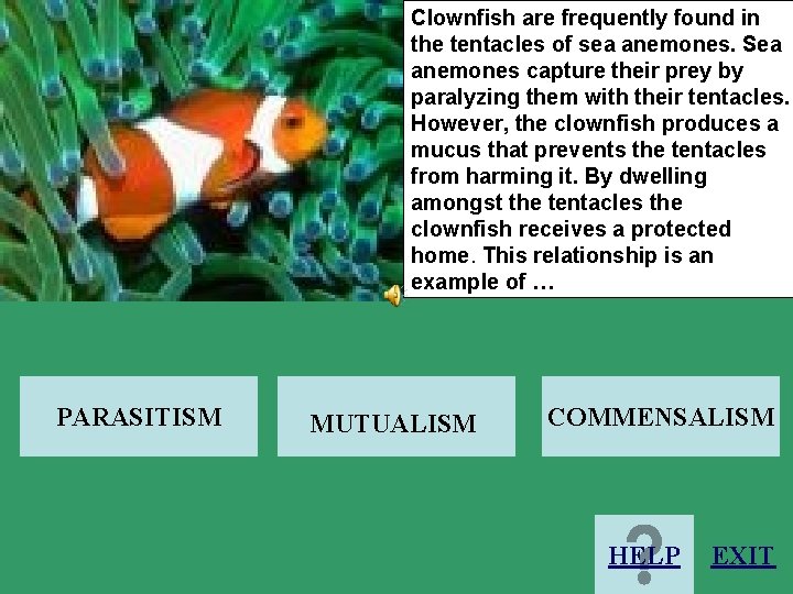 Clownfish are frequently found in the tentacles of sea anemones. Sea anemones capture their