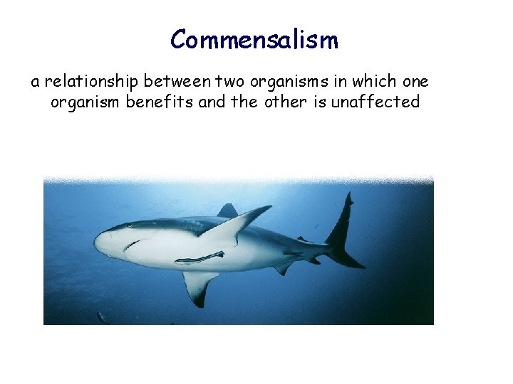 Commensalism a relationship between two organisms in which one organism benefits and the other