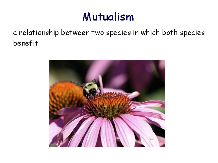 Mutualism a relationship between two species in which both species benefit 