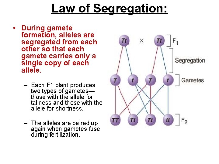 Law of Segregation: • During gamete formation, alleles are segregated from each other so