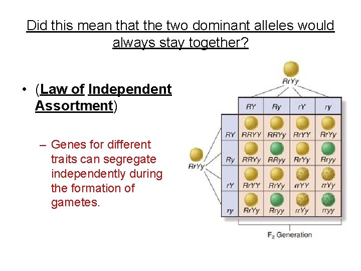 Did this mean that the two dominant alleles would always stay together? • (Law