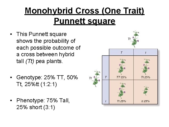 Monohybrid Cross (One Trait) Punnett square • This Punnett square shows the probability of