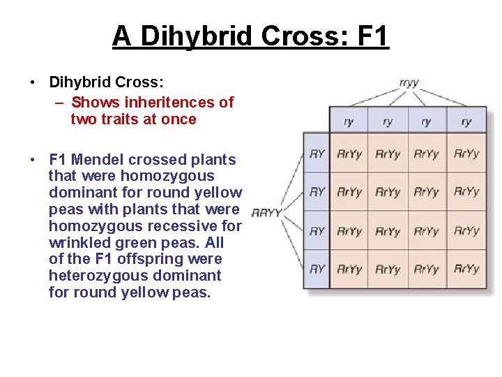 A Dihybrid Cross: F 1 • Dihybrid Cross: – Shows inheritences of two traits