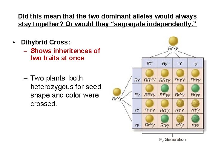 Did this mean that the two dominant alleles would always stay together? Or would