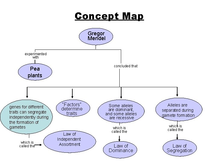 Concept Map Gregor Mendel experimented with concluded that Pea plants genes for different traits