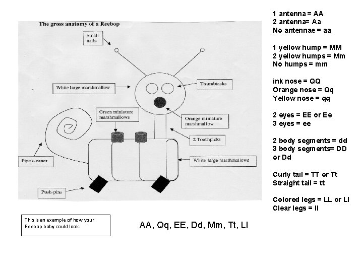 1 antenna = AA 2 antenna= Aa No antennae = aa 1 yellow hump