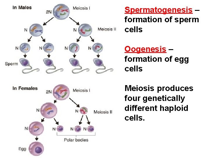 Spermatogenesis – formation of sperm cells Oogenesis – formation of egg cells Meiosis produces