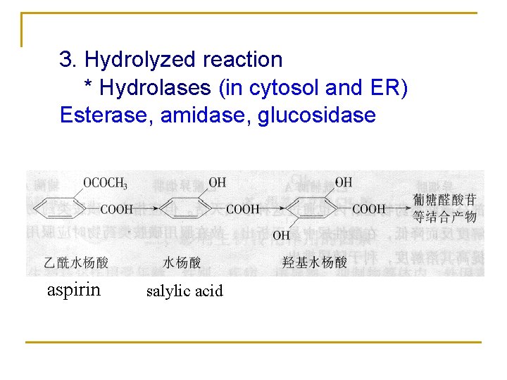3. Hydrolyzed reaction * Hydrolases (in cytosol and ER) Esterase, amidase, glucosidase aspirin salylic