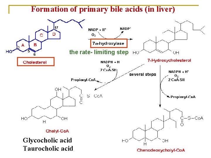Formation of primary bile acids (in liver) the rate- limiting step Glycocholic acid Taurocholic