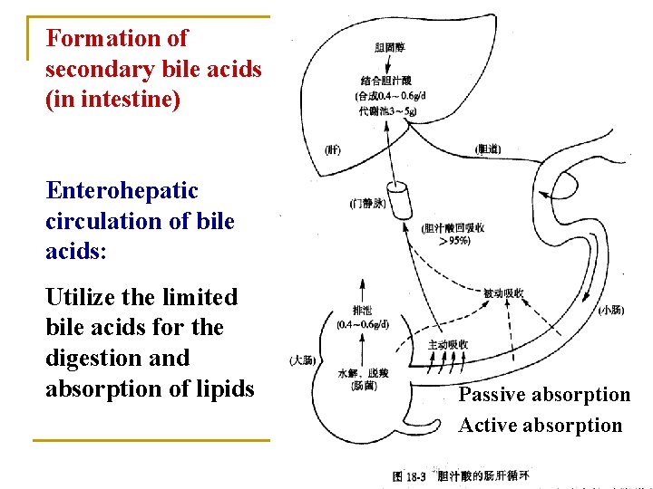 Formation of secondary bile acids (in intestine) Enterohepatic circulation of bile acids: Utilize the