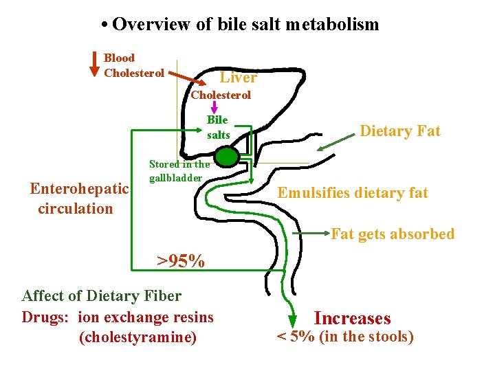  • Overview of bile salt metabolism Blood Cholesterol Liver Cholesterol Bile salts Enterohepatic